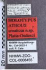 Etikette zu Athous (Orthathous) croaticus (Platia & Gudenzi, 2002) (NHMW-ZOO-COL-0008455)